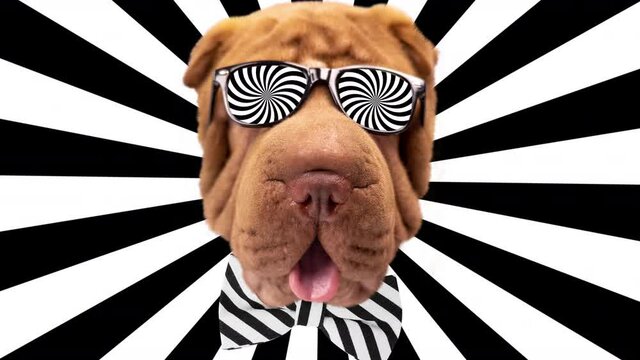 Shar pei dog with trippy sunglasses