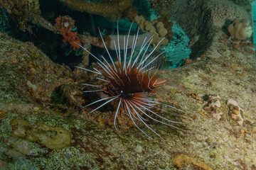 Lion fish in the Red Sea colorful fish, Eilat Israel
