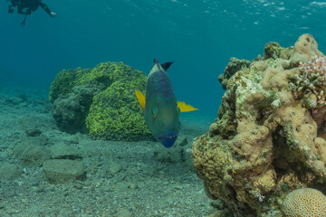 Fish swim in the Red Sea, colorful fish, Eilat Israel

