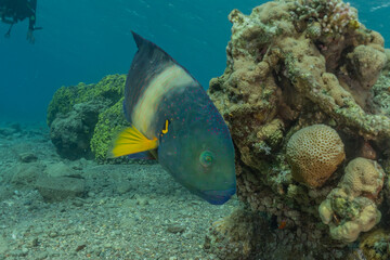 Fish swim in the Red Sea, colorful fish, Eilat Israel
