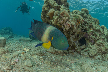 Fish swim in the Red Sea, colorful fish, Eilat Israel
