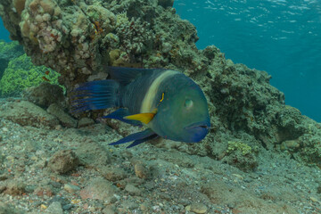 Fish swim in the Red Sea, colorful fish, Eilat Israel
