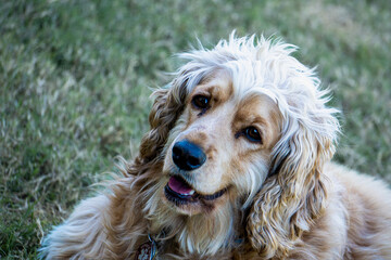 english cocker spaniel