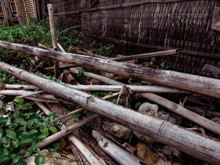 dry bamboo in the garden behind the house
