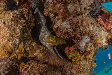 Moray eel Mooray lycodontis undulatus in the Red Sea, Eilat Israel
