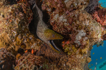 Moray eel Mooray lycodontis undulatus in the Red Sea, Eilat Israel
