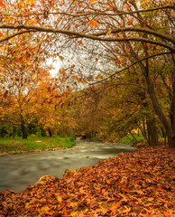 Naklejka premium autumn in the park