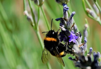 Bumblebee and lavender flower on the meadow nature background