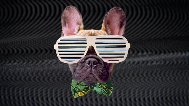 Puppy french bulldog dog with glitch sunglasses