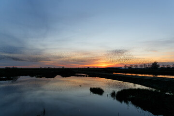 Starling murmurations. A large flock of starlings fly at sunset in the Netherlands. Hundreds of thousands starlings come together making big clouds to protect against birds of prey.