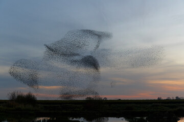Starling murmurations. A large flock of starlings fly at sunset in the Netherlands. Hundreds of...