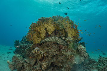 Fish swim in the Red Sea, colorful fish, Eilat Israel
