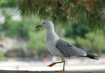 Seagull walking by the sea in nature