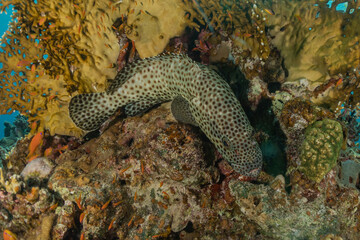 Fish swim in the Red Sea, colorful fish, Eilat Israel
