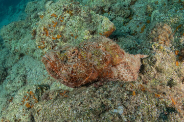 Fish swim in the Red Sea, colorful fish, Eilat Israel
