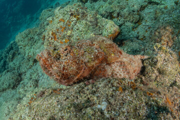 Fish swim in the Red Sea, colorful fish, Eilat Israel
