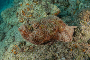 Fish swim in the Red Sea, colorful fish, Eilat Israel
