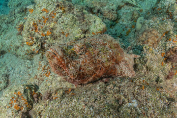 Fish swim in the Red Sea, colorful fish, Eilat Israel
