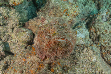 Fish swim in the Red Sea, colorful fish, Eilat Israel
