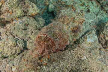 Fish swim in the Red Sea, colorful fish, Eilat Israel
