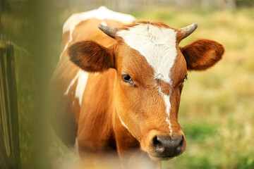Funny cow near fence at farm, closeup