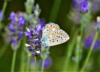 Colorful butterfly and lavender flower on the meadow