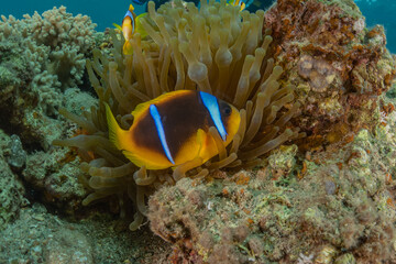 Fish swim in the Red Sea, colorful fish, Eilat Israel
