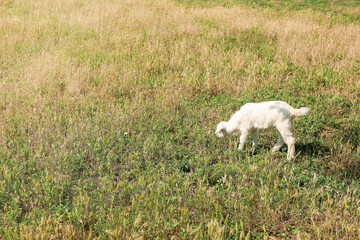 Obraz na płótnie Canvas Cute baby goat grazing on farm