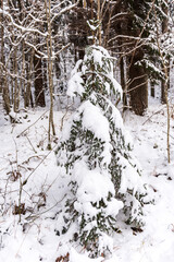 One separate small spruce tree is covered with snow in the forest on a winter day