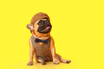 Cute fashionable French bulldog on color background