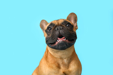 Cute French bulldog on blue background