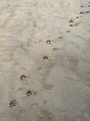Dog footprints in the sand of the sea