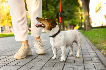Woman walking cute Jack Russel terrier on leash outdoors - obrazy, fototapety, plakaty