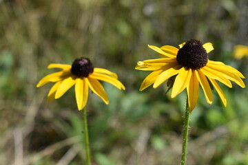 black eyed susan