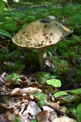 mushroom in the woods