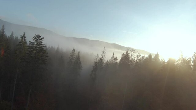 View from the height of mountains covered with coniferous forest and morning fog. Mystical autumn mountain landscape.