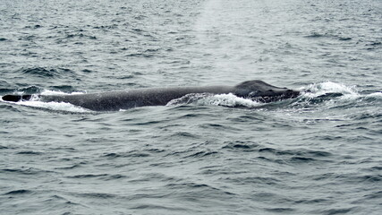 Obraz premium Blow hole of a humpback whale in Machalilla National Park, off the coast of Puerto Lopez, Ecuador