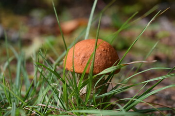 mushroom in the grass