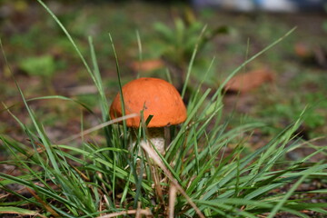 orange cap boletus