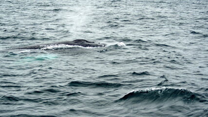 Fototapeta premium Blow hole of a humpback whale in Machalilla National Park, off the coast of Puerto Lopez, Ecuador