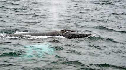 Obraz premium Blow hole of a humpback whale in Machalilla National Park, off the coast of Puerto Lopez, Ecuador