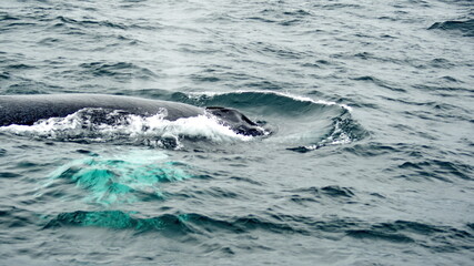 Fototapeta premium Blow hole of a humpback whale in Machalilla National Park, off the coast of Puerto Lopez, Ecuador