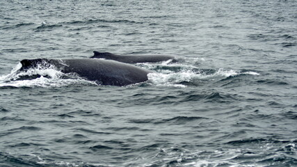 Fototapeta premium Humpback whales in Machalilla National Park, off the coast of Puerto Lopez, Ecuador