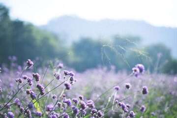 violet verbena field. flower background
