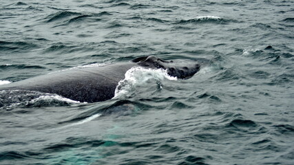 Blow hole of a humpback whale in Machalilla National Park, off the coast of Puerto Lopez, Ecuador