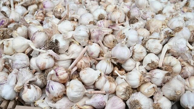 Fresh garlic for sale at vegetable market, close up. Boxes full of garlic in shop. Garlic at the greengrocer's stall. Vegetable. 