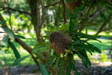 Dry 'Old Man Banksia' (banksia serrata) cone on tree branch