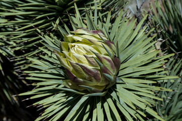 Close up of Joshua Tree blooming in Mohave National Preserve