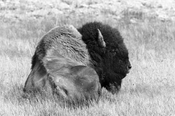 An American bison shows his strength, even while half-dozing  Yellowstone National Park, Wyoming. © M. Leonard Photo