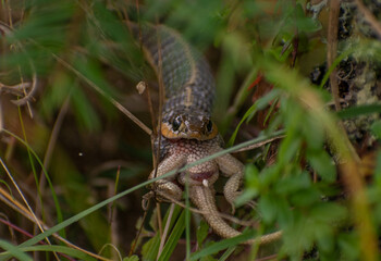 Serpiente comiendo presa